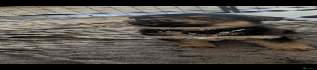 German Shepherd Puppy 2