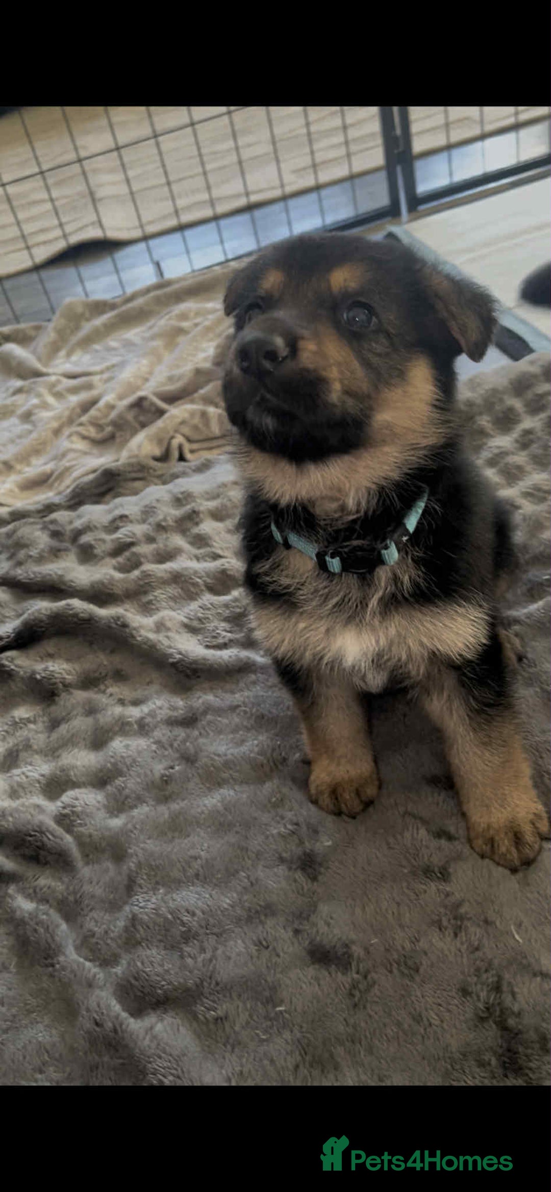 German Shepherd dogs for sale: German Shepherd pups - Advert 8