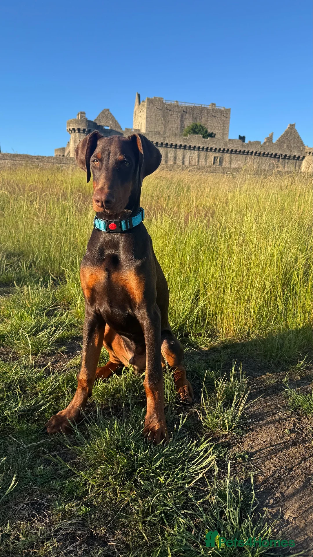 Dobermann dogs for sale: Simba - Advert 1