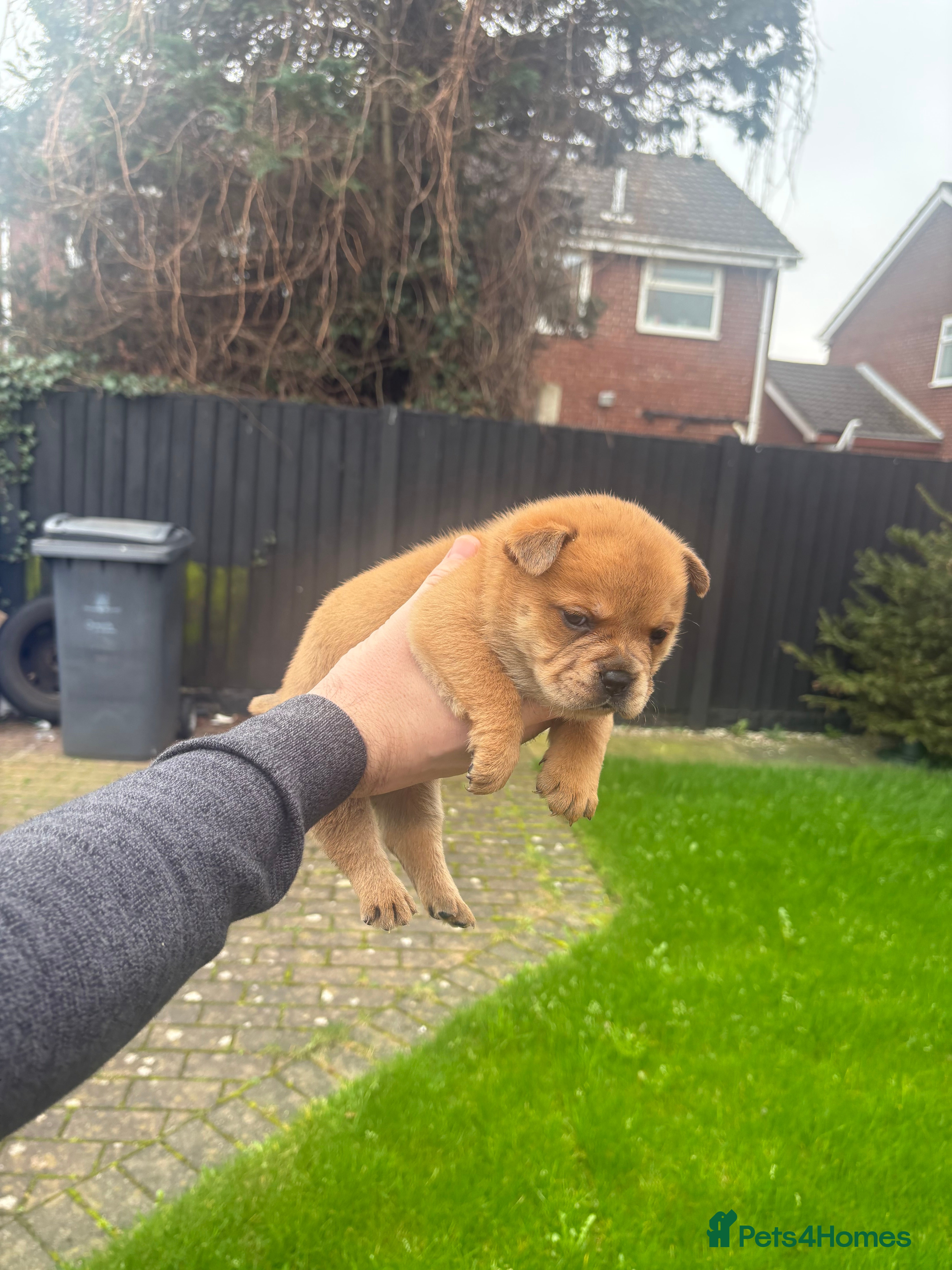 Mixed Breed dogs ** BEAR COAT FRENCHIES ** - Advert 1