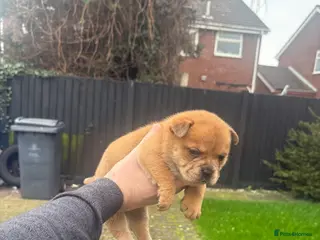 Mixed Breed dogs ** BEAR COAT FRENCHIES ** - Advert 1