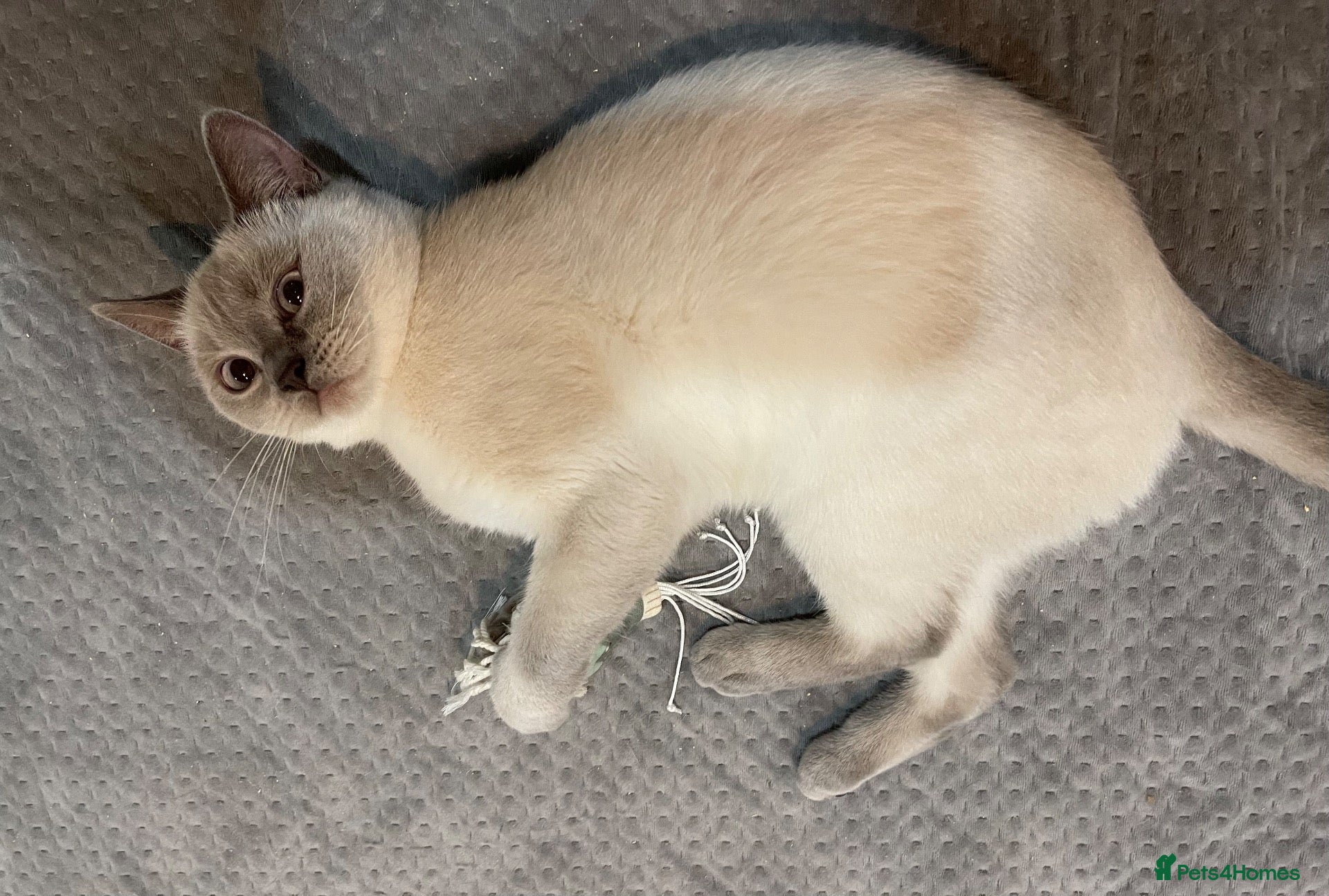 British Shorthair cats for sale: GCCF ACTIVE LILAC COLOURPOINT QUEEN UK OG IG Ch - Advert 14