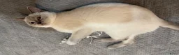 British Shorthair cats for sale: GCCF ACTIVE LILAC COLOURPOINT QUEEN UK OG IG Ch - Advert 1