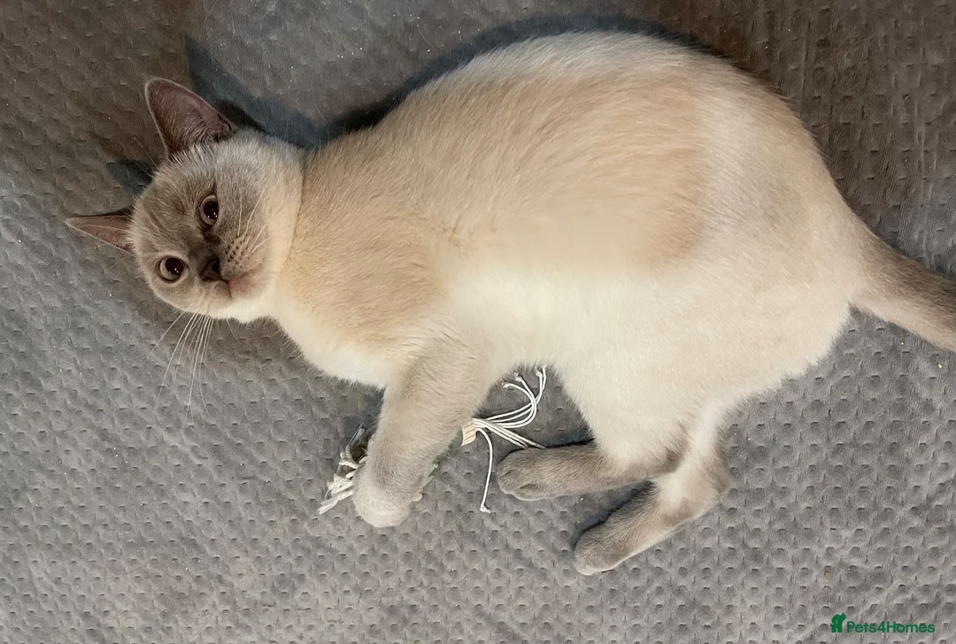 British Shorthair cats for sale: GCCF ACTIVE LILAC COLOURPOINT QUEEN UK OG IG Ch - Advert 1