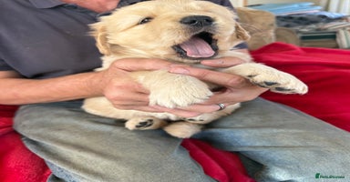 Golden Retriever dogs - Advert 3