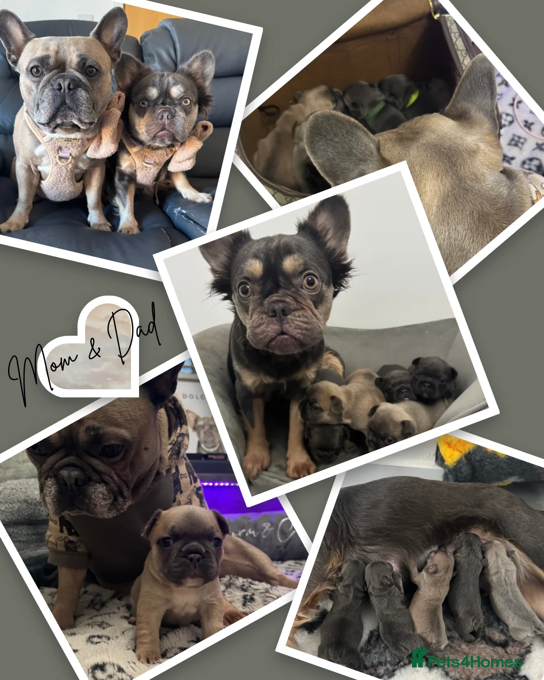 French Bulldog dogs for sale: 5 Beautiful Fluffy Carrier French Bulldog Puppies  - Advert 8