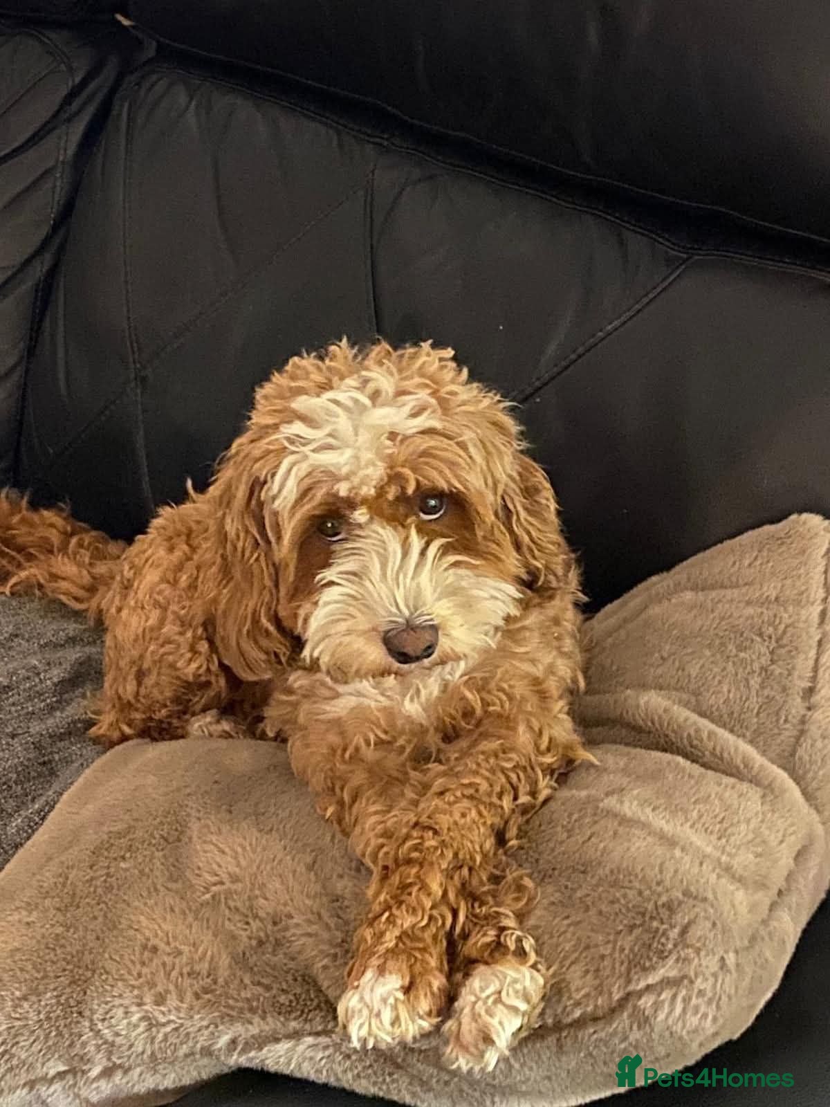Cavapoo dogs Adult F1b Cavapoo Girl  - Advert 1