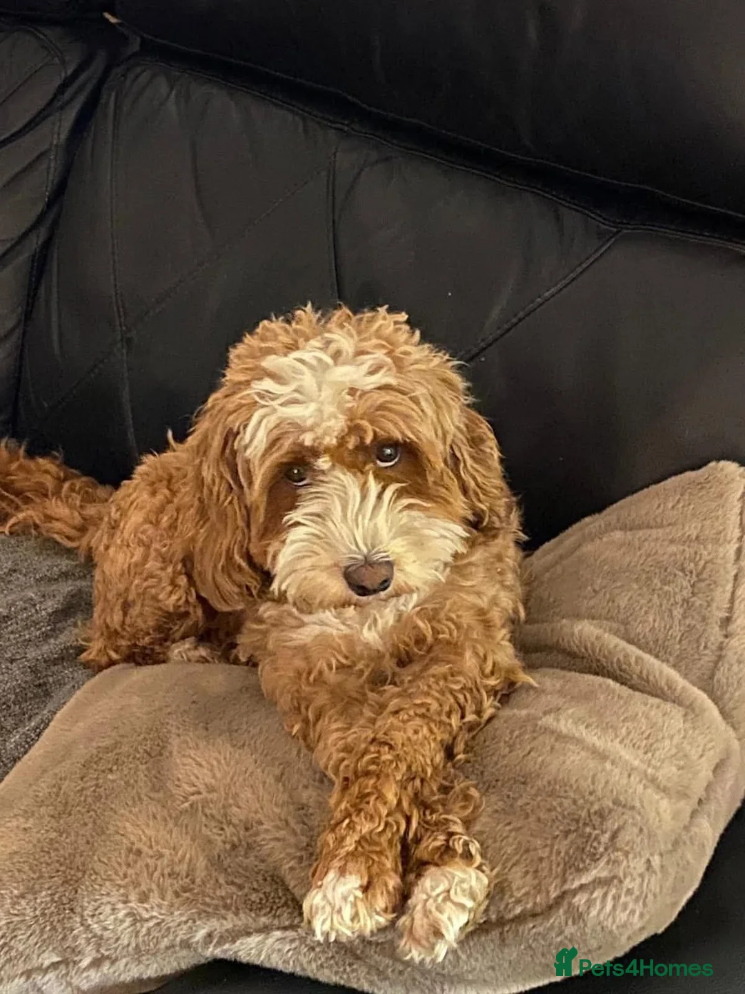 Cavapoo dogs for sale: Adult F1b Cavapoo Girl  - Advert 1