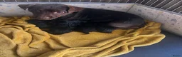 Patterdale Terrier dogs for sale: Patterdale terrier puppies  - Advert 16