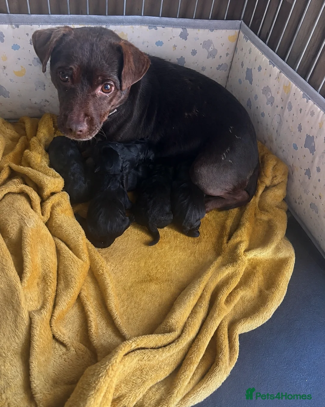 Patterdale Terrier dogs for sale: Patterdale terrier puppies  - Advert 16