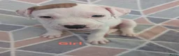 American Bulldog dogs for sale: American bulldogs  - Advert 5