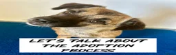 Mixed Breed dogs for adoption: Marlene for Adoption - Advert 11