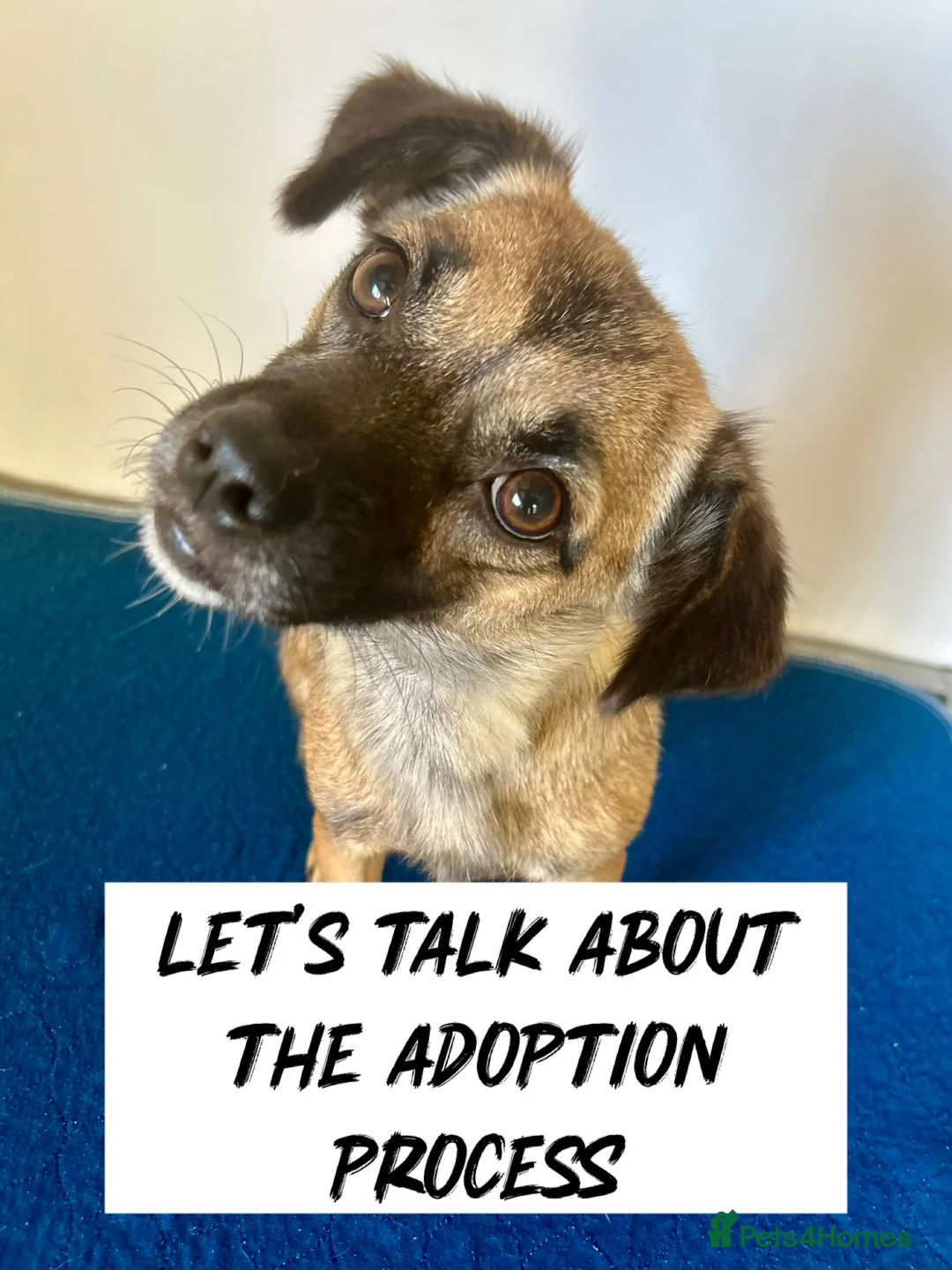 Mixed Breed dogs for adoption: Marlene for Adoption - Advert 11