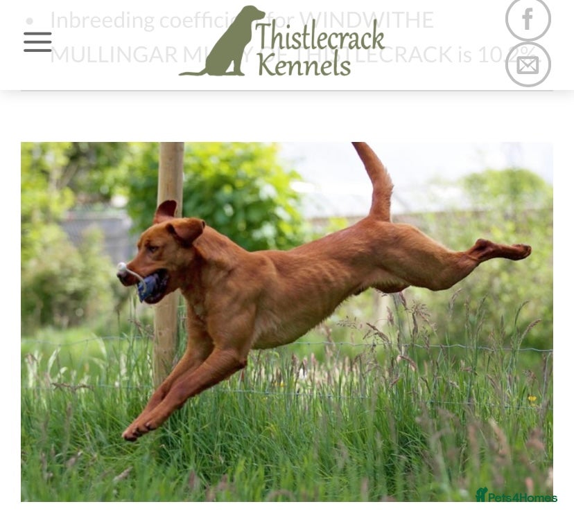 Labrador Retriever dogs At Stud Windwithe Mullingar Micky of Thistlecrack  in Lymington - Advert 1
