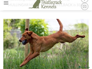 Labrador Retriever dogs At Stud Windwithe Mullingar Micky of Thistlecrack in Lymington - Advert 2
