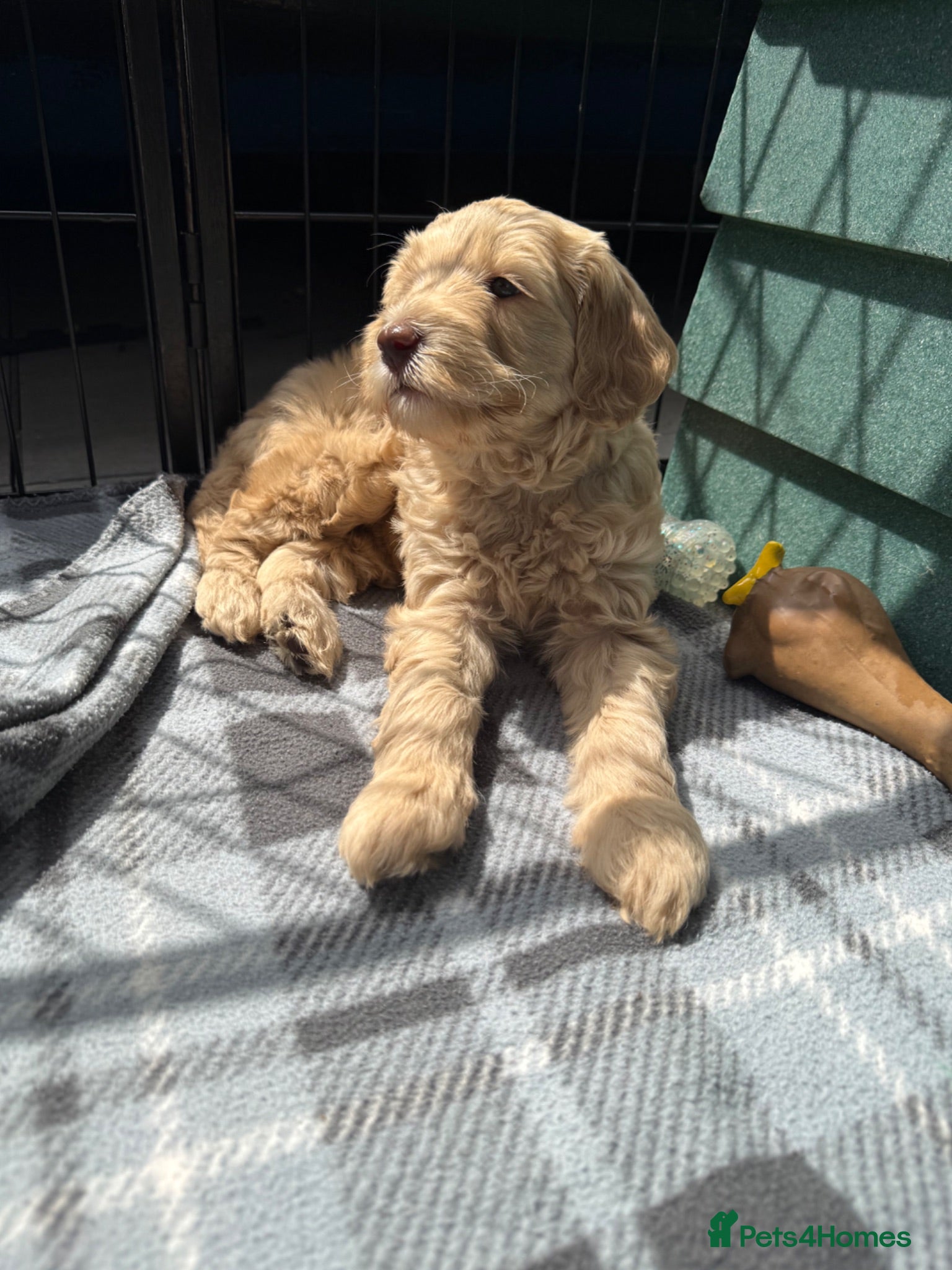 Mixed Breed dogs Multigeneration Cream/Apricot Double Labradoodles  - Advert 2