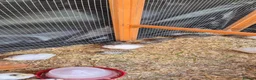 Mixed Breed birds for sale: California, bob white, button, jumbo quails sale - Advert 14