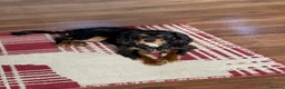 Cavalier King Charles Spaniel dogs for sale: 🐾 KC Reg Health Tested Boy 🐾 - Advert 3