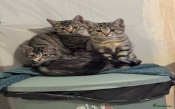 Bengal cats for sale: Bengal X Ragdoll - Image 1