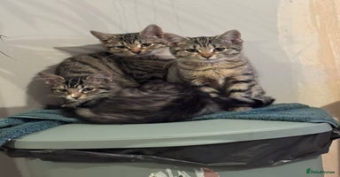 Bengal cats - Advert 5