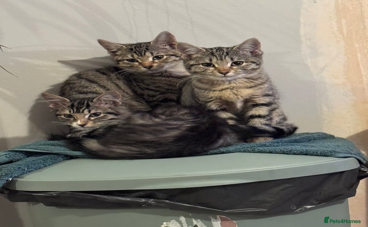 Bengal cats for sale - Advert 2
