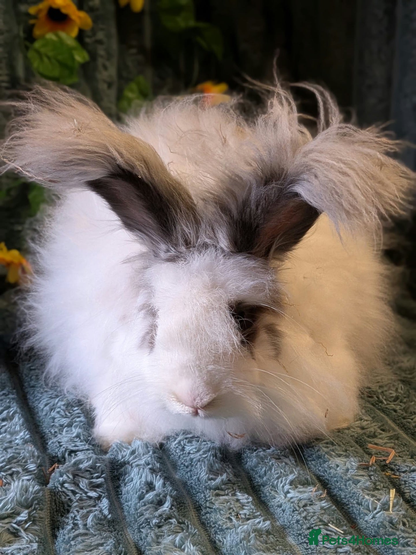 Mini Lop rabbits for sale: English angora boys - Advert 16