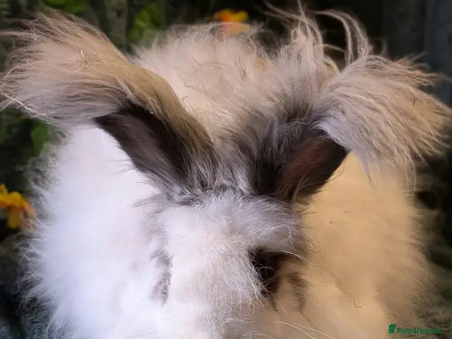 Mini Lop rabbits for sale: English angora boys - Advert 16