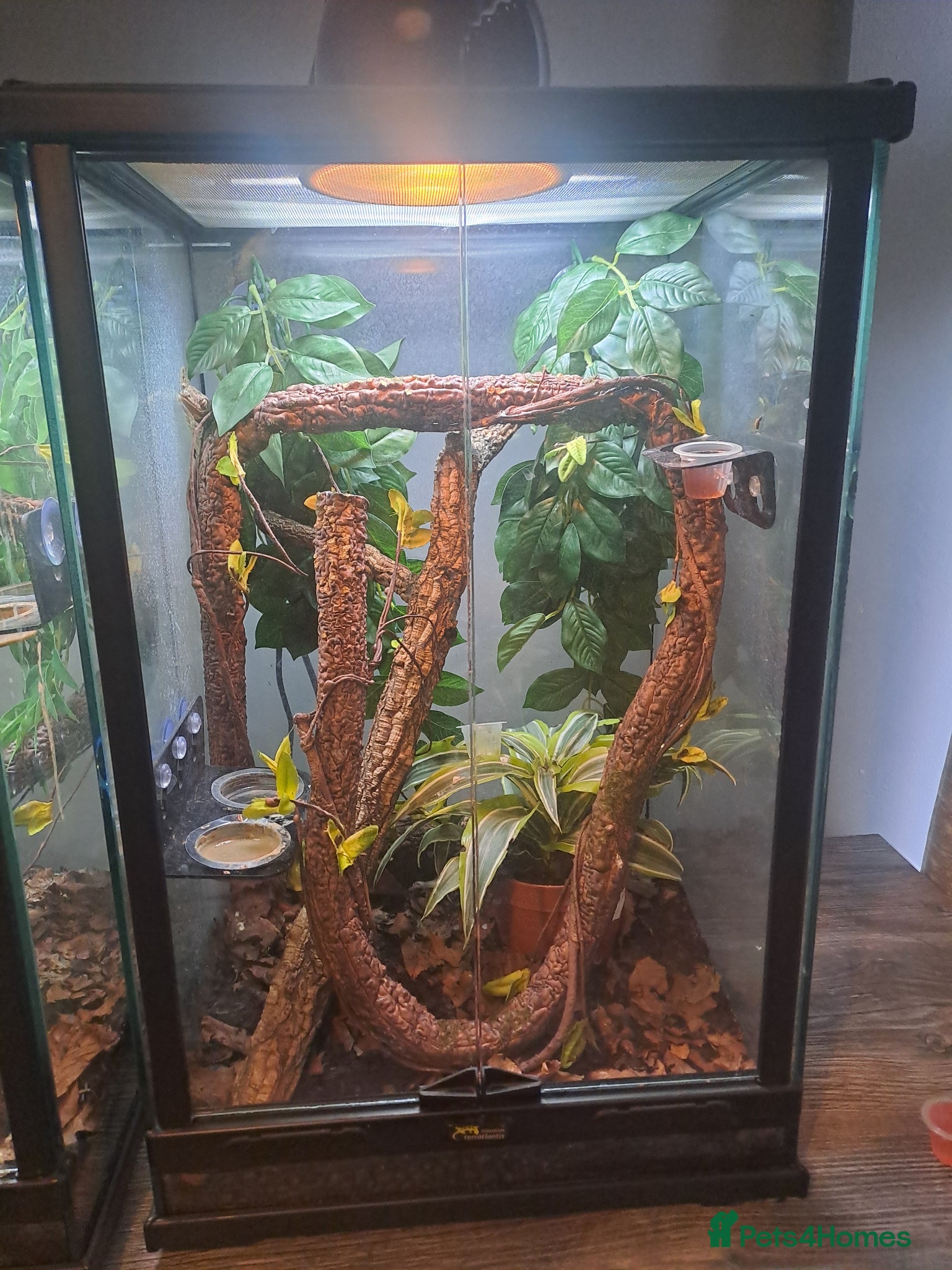 Gecko reptiles Male mossi geko  - Advert 1