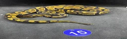 Python Snake reptiles for sale: Royal python hatchlings from £30 - Advert 4