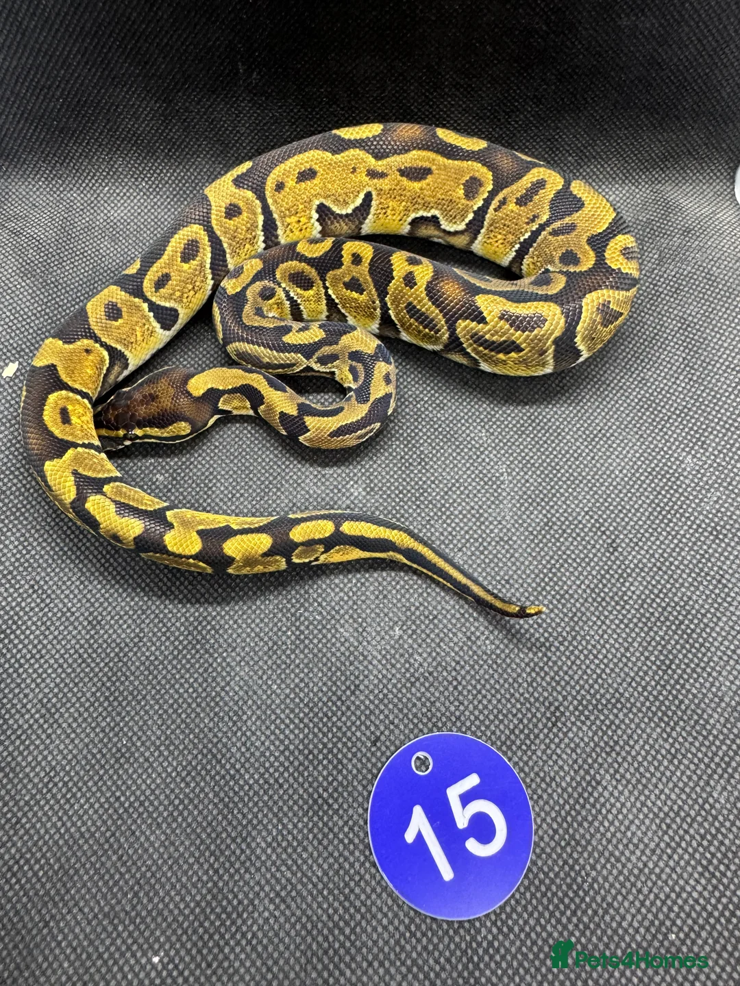 Python Snake reptiles for sale: Royal python hatchlings from £30 - Advert 4