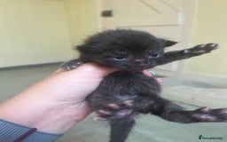 Domestic Shorthair cats for sale: Kittens for sale £80 - Image 19