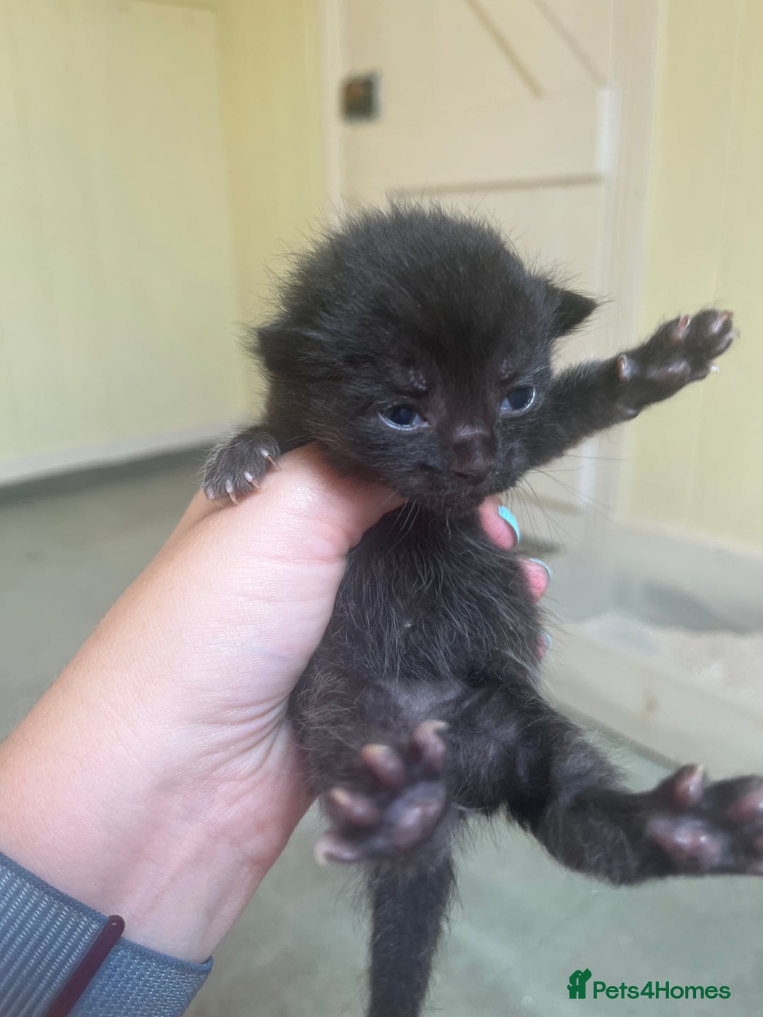 Domestic Shorthair cats for sale: Kittens for sale £80 - Image 19