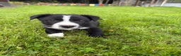 Border Collie dogs for sale: Border Collie Puppies💙 - Advert 3