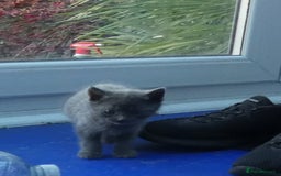 Russian Blue cats for sale: Pure Russian Blue Kittens, 3 girls, 1 boy - Image 8