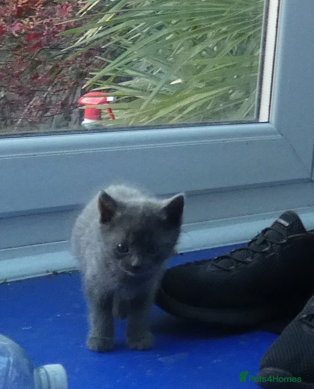 Russian Blue cats for sale: Pure Russian Blue Kittens, 3 girls, 1 boy - Image 8