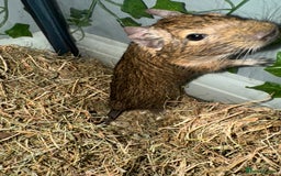 Degus rodents for sale: 2 Degus brothers for sale age 1.5 years - Image 5