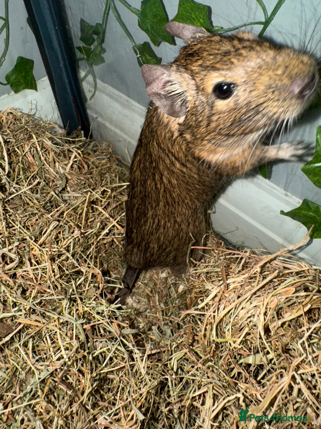 Degus rodents for sale: 2 Degus brothers for sale age 1.5 years - Image 5
