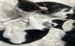 Toyger cats for sale: 4 beautiful Tabby kitties ready for new homes  - Advert 2