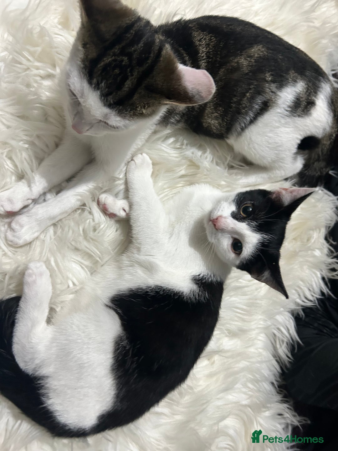 Toyger cats for sale: 4 beautiful Tabby kitties ready for new homes  - Advert 2