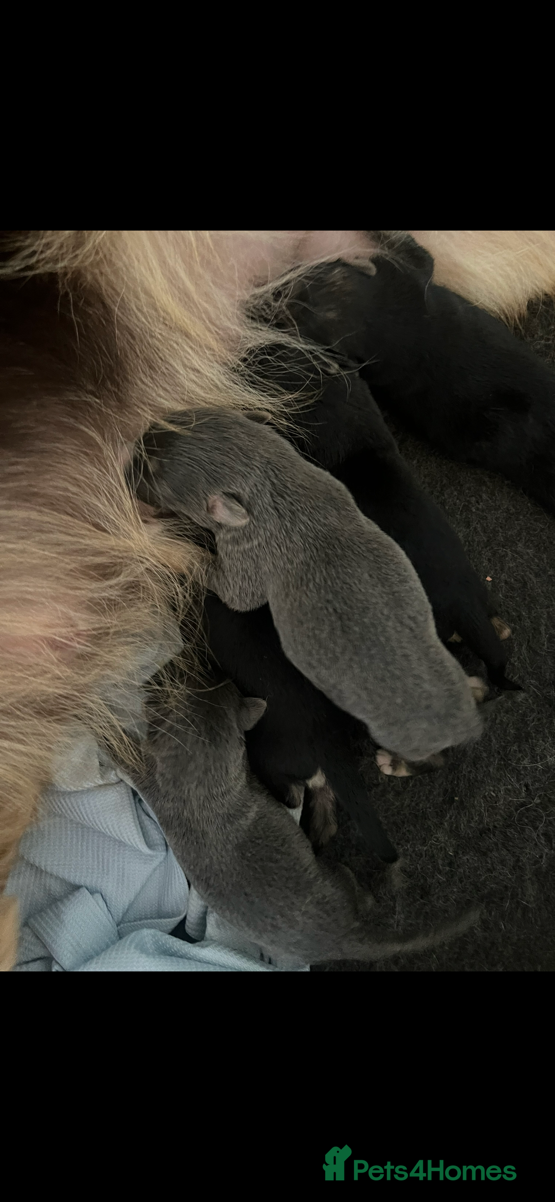 German Shepherd dogs for sale: Ready now 🥰 GSD puppies health tested parents - Image 11