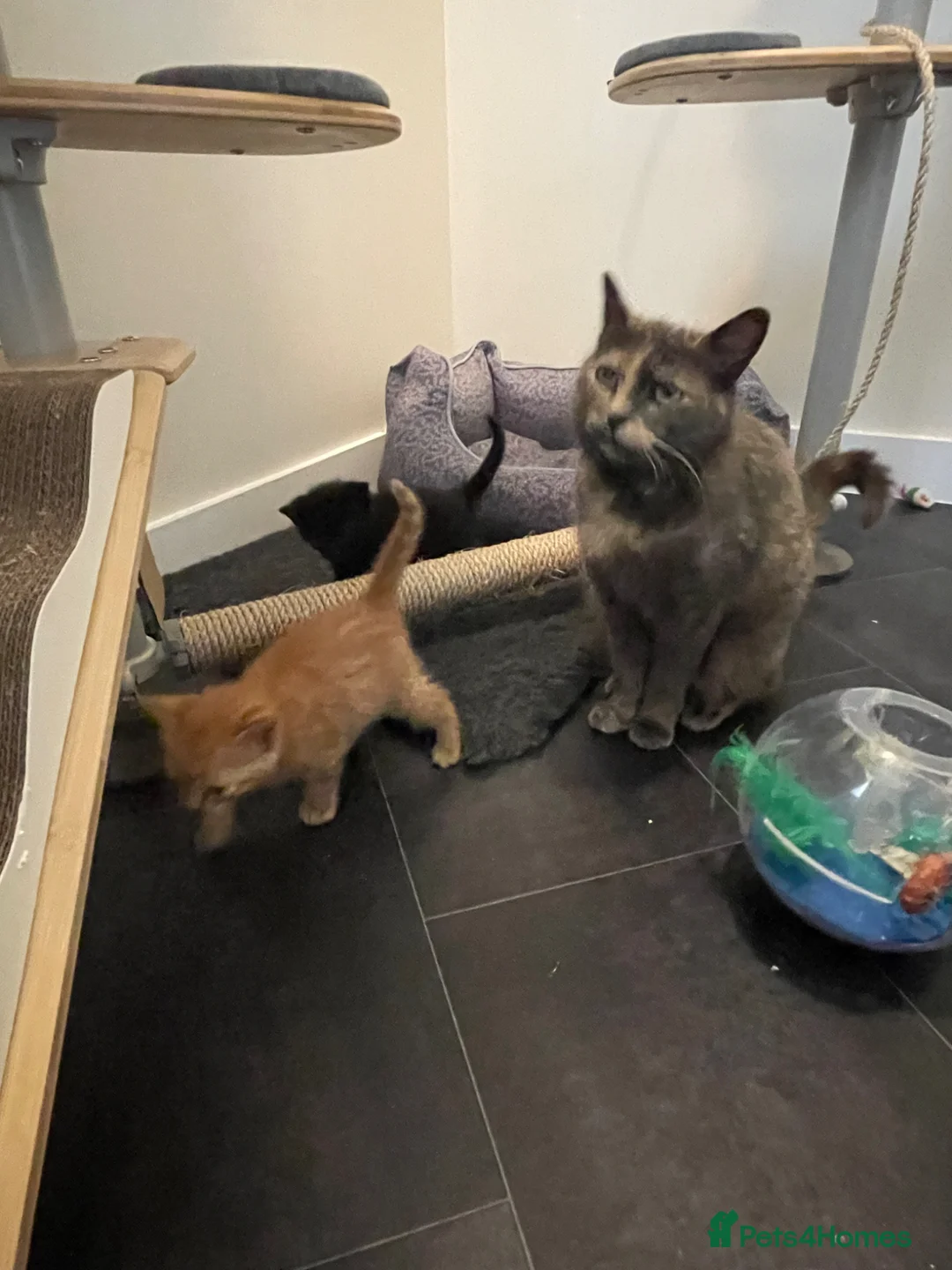 Mixed Breed cats for sale: Black Males and Rare Ginger Females  - Advert 2