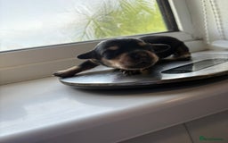 Mixed Breed dogs for sale: Doxie poo puppies - Image 28