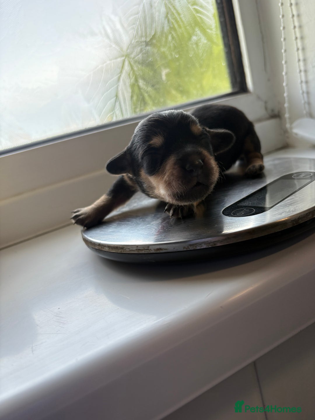 Mixed Breed dogs for sale: Doxie poo puppies - Image 28
