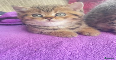 British Shorthair cats - Advert 4