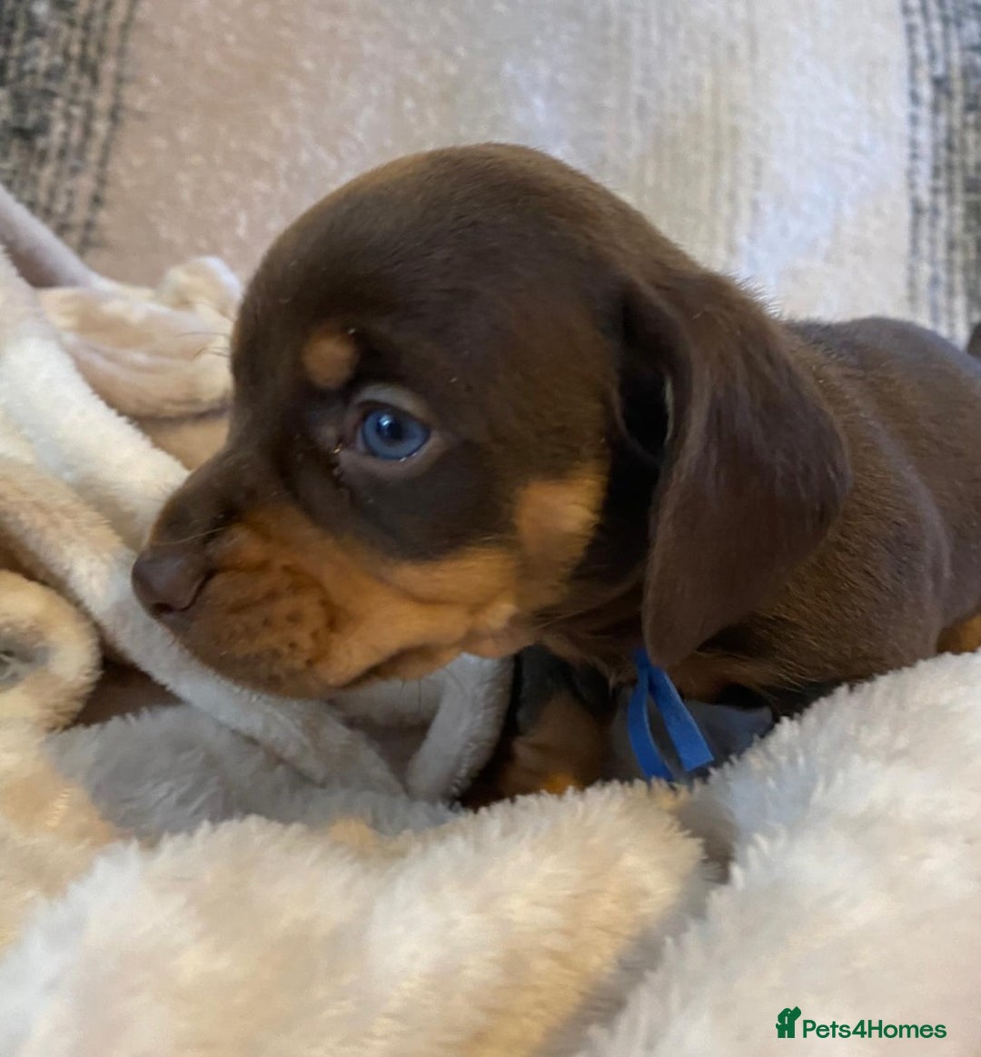 Miniature Dachshund dogs for sale: MOST GORGEOUS DACHSHUNDS - Advert 11