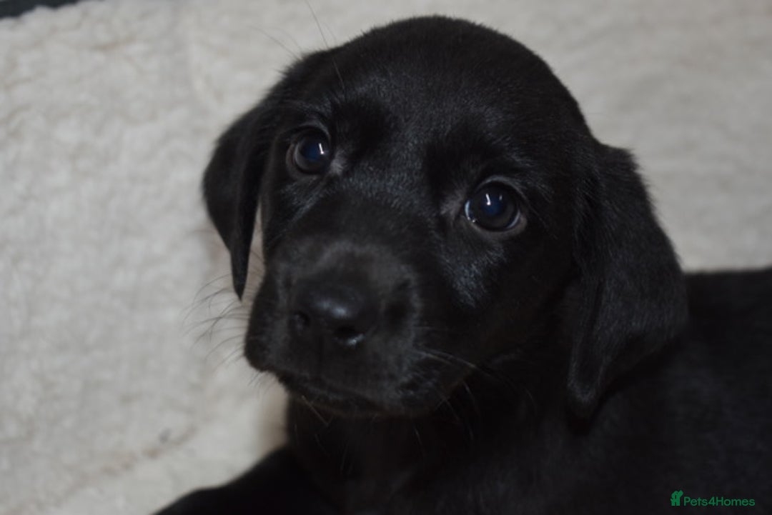 Labrador Retriever dogs for sale: Quality Pedigree Black Girl **WILLOW** - Image 3