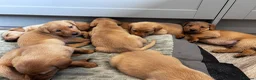 Labrador Retriever dogs for sale: Fox Red Labrador Puppies  - Advert 5