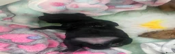 Cavapoo dogs for sale: Beautiful Black F1b Cavapoo Girl DNA tested lines - Advert 9