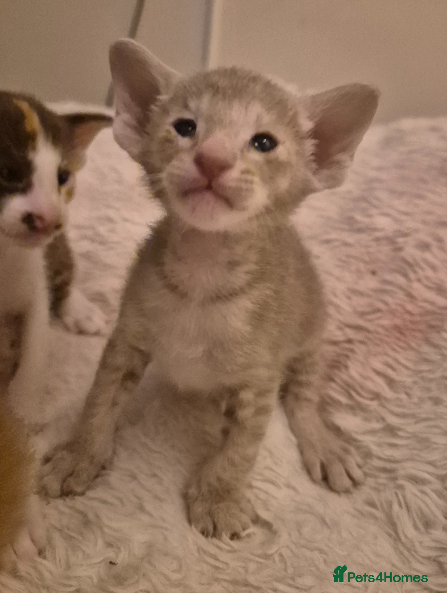 Oriental cats Pedigree Oriental kittens  - Advert 5