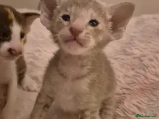 Oriental cats Pedigree Oriental kittens - Advert 5